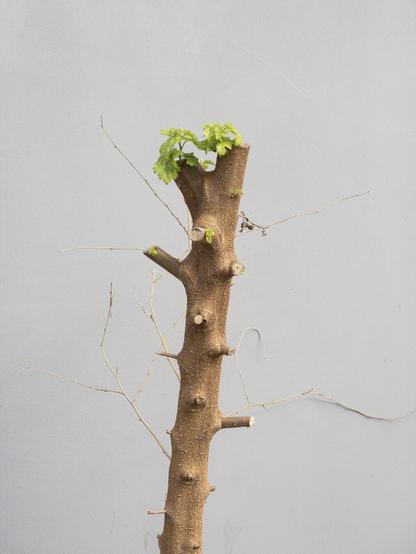 Skinny tree trunk with all branches cut off, but small leaves are sprouting out the top