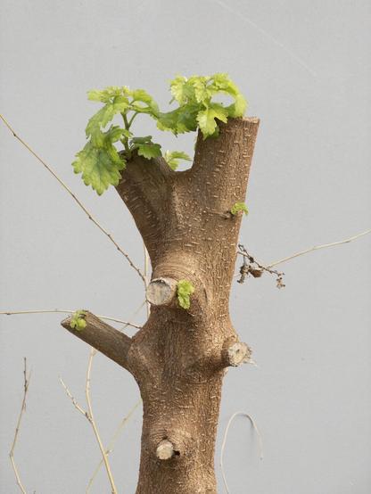 Skinny tree trunk with all branches cut off, but small leaves are sprouting out the top
