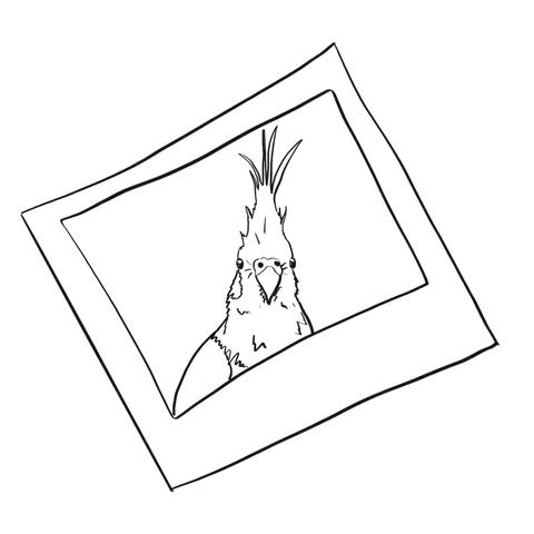 A sketch of a polaroid of a cockatiel looking right at the camera.