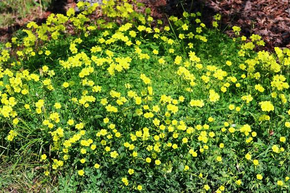 A small patch of land densely covered with small bright yellow five-petaled flowers atop a sprawling bright green ground cover.