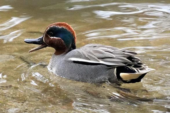 A small duck with red head and green eye patches swimming in a shallow stream. Its bill is open.