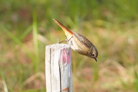 A small beige bird perched on a post. It is leaning far forward to dive down off the post.