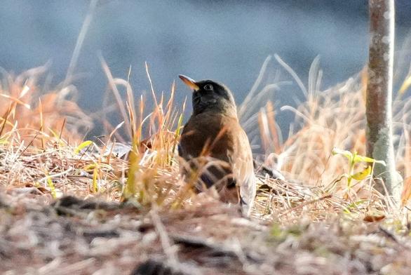 A dull grayish bird on the ground among patches of withered grass.
