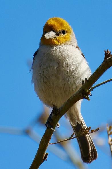 A grey bird with a mustard head hangs on to a bit of fluff.