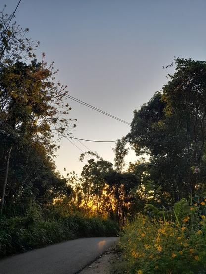 A scenic rural road at sunset, surrounded by lush greenery and vibrant yellow wildflowers. The sun casts a golden glow through the trees, creating a warm and peaceful atmosphere. Overhead power lines stretch across the sky, adding a rustic charm to the scene.