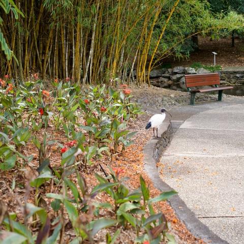 Scene at botanic gardens. Flower bed on the left of a concrete path curving towards a wooden bench. A stand of bamboo in the distance. On the edge of the path is an Australian Ibis.