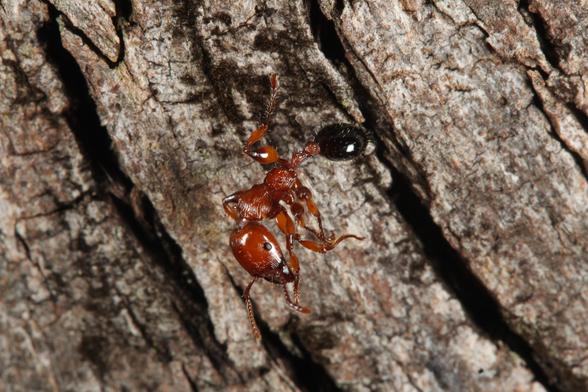 Red ant standing on a grey tree trunk, with a black abdomen. Ant has bulbous femurs which makes it look muscular