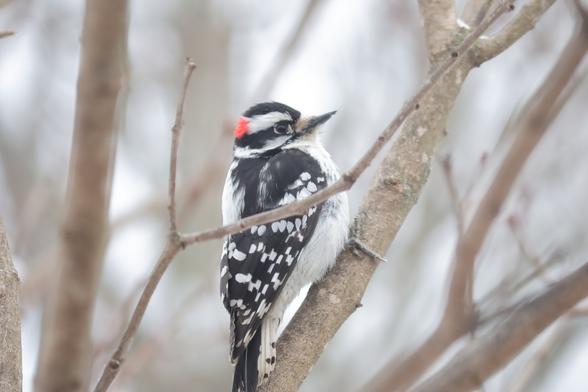 A side view of a downy woodpecker in a winter tree