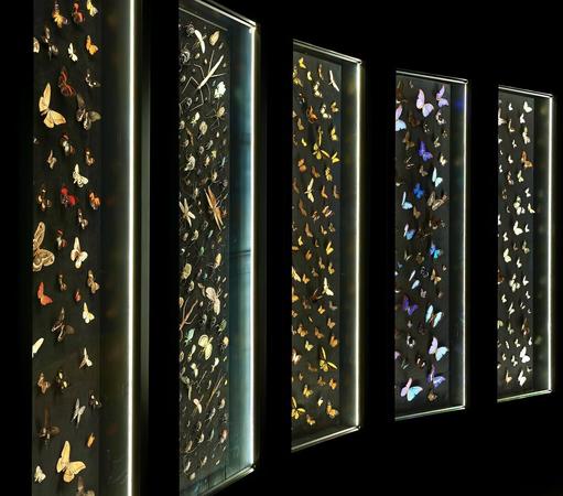 Butterflies and other insects