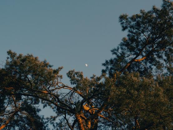 A serene evening scene with the moon visible in the sky, framed by the dark silhouettes of pine tree branches. The last warm light of the day highlights parts of the branches, creating a contrast between shadow and golden hues. The sky is a deep, muted blue, adding to the peaceful atmosphere of the moment.