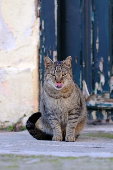 Photo of a tabby cat sitting on a sidewalk in front of an old yellow house with a blue door. Paint is peeling off the wall and door. The cat licks its nose.