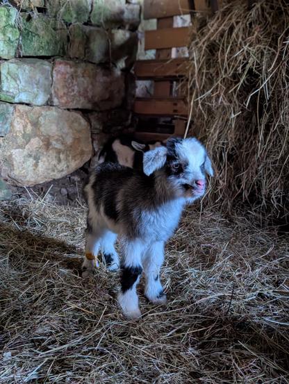 Photo de notre petit chevreau qui a été rejeté par sa mère