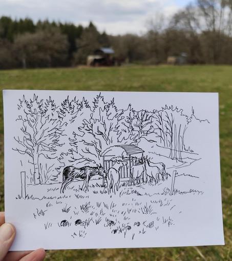 Croquis noir et blanc de 5 ou 6 ânes en train de manger au ratelier. En arrière plan on devine un chêne et une rangée de résineux, douglas sans doute.