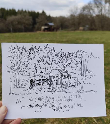 Croquis noir et blanc de 5 ou 6 ânes en train de manger au ratelier. En arrière plan on devine un chêne et une rangée de résineux, douglas sans doute.