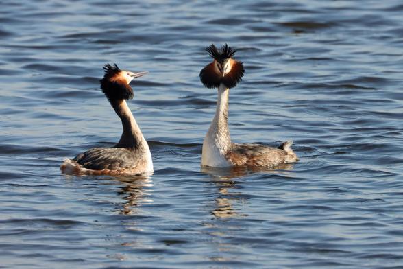 a pair of great crested grebes face each other as they perform their mating display out in the middle of the lake