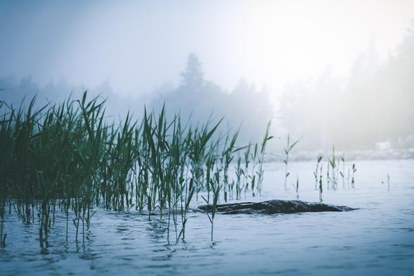 Reed down by the water, foggy day, bluish color with green reed.