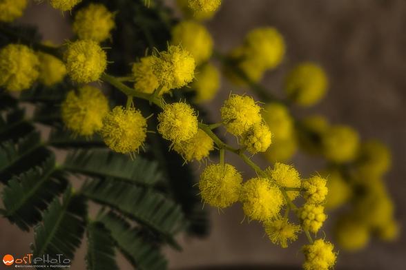 Yellow Mimosa plant