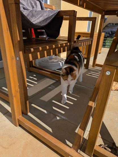 Chatte tricolore sous une table de jardin. C’est nul, il n’y a pas la bâche habituelle, elle ne peut pas se cacher !