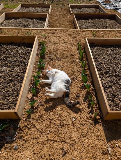 La même chatte qui se roule dans la terre, entre 2 rangées de tulipes