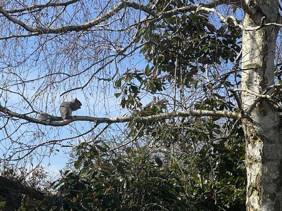Squirrel on the branch of a silver birch - blue sky behind