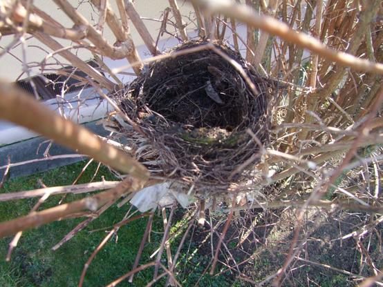 Vogelnest in einem Strauch mit Klarsicht-Folienabfall im unteren Bereich