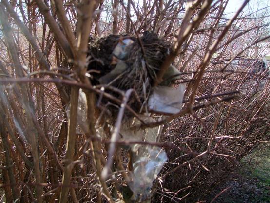 mit Plastikfetzen durchsetztes Vogelnest in einem Strauch