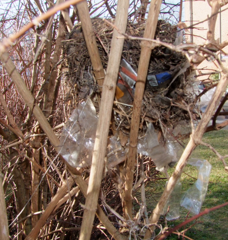 Unter Einbau von Plastikabfall gebautes Vogelnest in einem Strauch, teils als Zigarettenverpackung erkennbar