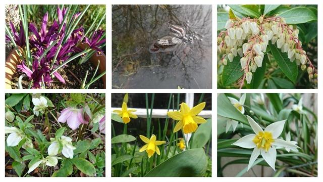 6 things from my garden, 3x2 grid. Top left: dark purple little winter iris, each flower has 3 petals, each has yellow and black detail to draw in the pollinators. Top mid:  a pair of frogs, dark one on top of a light brown one. I think she's berthing spawn, they sit in a bed of frogspawn. Top right: Small (5mm) white bells on 3 strands of flower stalks, sit on the pieris bush. Low right: tulip Turkmenistan. A species type, small flowers (3cm), 5 white spread out petals, yellow centre, very delicate. Low mid: small tete-a-tete narcissi , 3 blooms looking perfectly yellow in my courtyard window box. Low left: 5 hellebore blooms, and their green leaves. They range from white to a gentle pink.