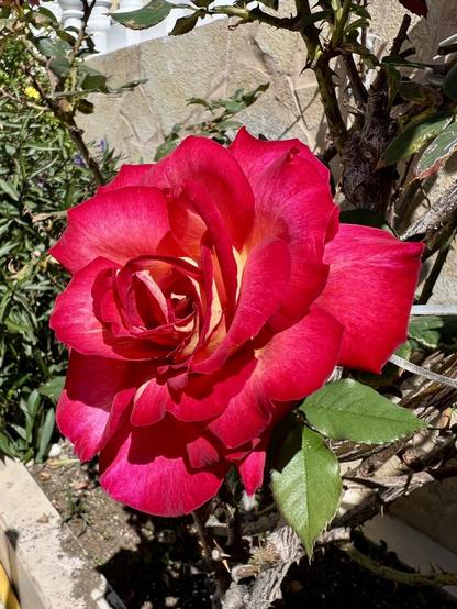 Macro of a Chinese red rose in full bloom from the garden, announcing the spring is just around the corner. Vibrant red colours cheering up the weekend marking a rather special day 🌹😍👍🏻