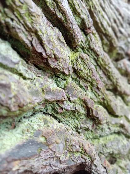 Close up of deeply rutted pine bark with moss and lichen.
