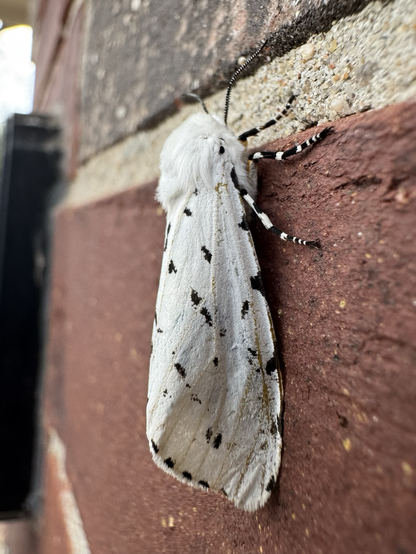 A large white moth with black speckles