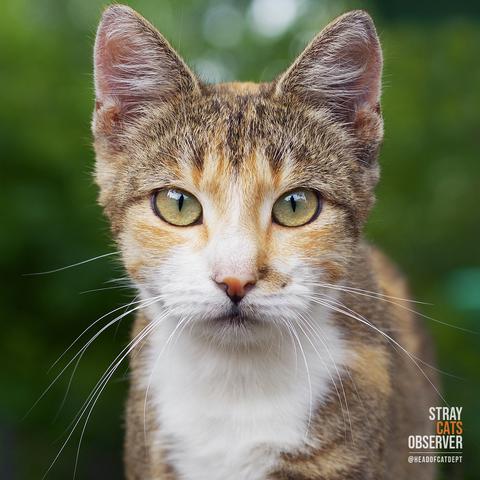 Close-up portrait of a calico cat