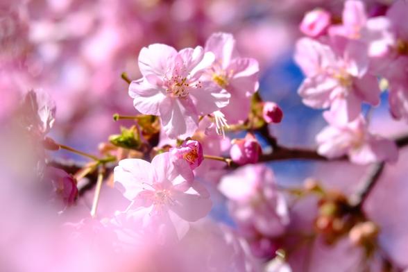 Closeup of pink sakura blossoms, with pink blur in the foreground.