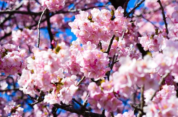Closeup of pink sakura blossoms. A few green leaves are visible.