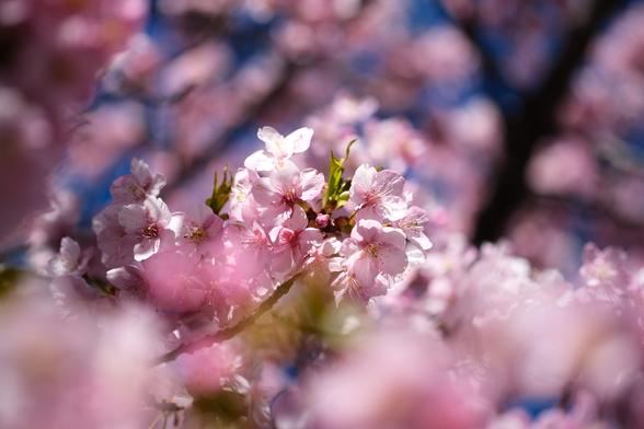 Closeup of a cluster of pink sakura blossoms. A green leaf is visible right in the middle. Blurry blossoms are vrey close to the camera, and the background is filled with more blurry blossoms.