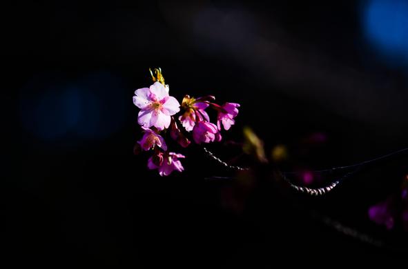 A small cluster of sakura blossoms floats in darkness, the outline of the supporting branch barely visible. All but one of the flowers are still closed, not quite blooming yet, but one is wide open and faces the camera, catching the light and looking almost white.
