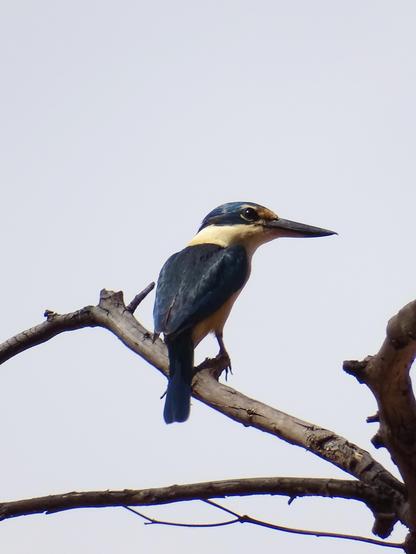 Sacred Kingfisher (Todiramphus sanctus)
LC Least Concern