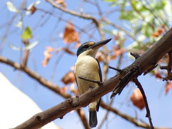Sacred Kingfisher (Todiramphus sanctus)
LC Least Concern