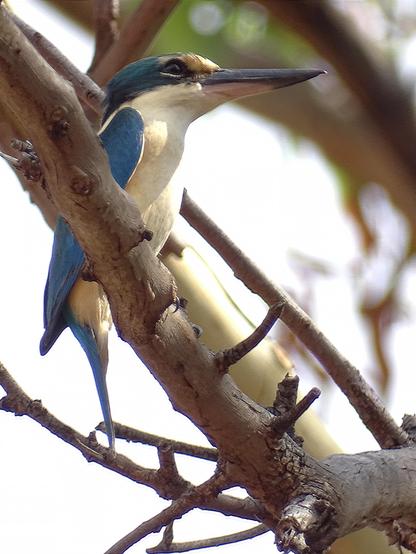 Sacred Kingfisher (Todiramphus sanctus)
LC Least Concern