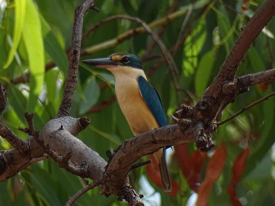 Sacred Kingfisher (Todiramphus sanctus)
LC Least Concern