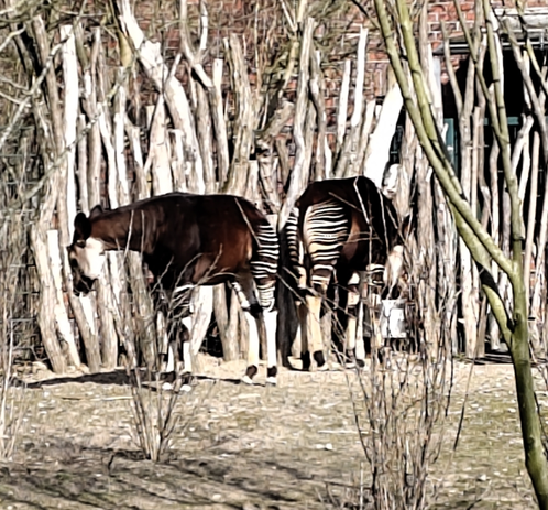 2 OkAPIs from the rear side , their body is brown, but the ass has stripes like a Zebra