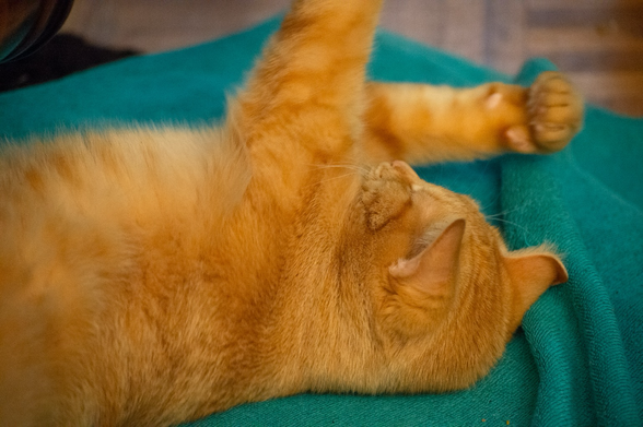A ginger cat lies, with one arm extended and the other partially folded with her paw balled in a tiny fist, on her side on a turquoise towel.