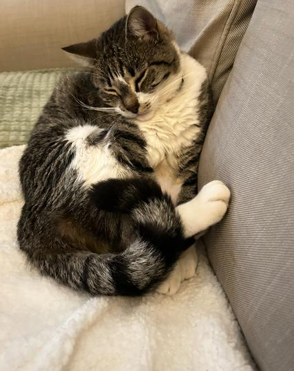 Tiger Lilly, dark tabby and white.  Propped upright against the  back of a beige couch, on a cream blanket, light sage green blanket behind her.  Her head is tilted a little down and to the left, eyes closed looking very sleepy.  Her right back leg is up and crossing her body, the foot braced against the back of the couch. Curled tail up and over that leg with her two front paws peeking out right next to each other. She has a disheveled look about her with her coat roughed up and her whiskers a bit bent.  “No, I’m not awake but Happy Caturday.”
