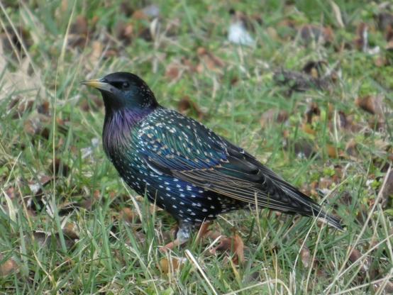 Ein gemeiner Star (Sturnus vulgaris) sitzt im Gras und luschert nach links. Sein Gefieder schillert in verschiedensten Farben: Lila, Grün, Blau, Schwarz, Gold. Er hat golden scheinende Sprenkel und Ränder darin.