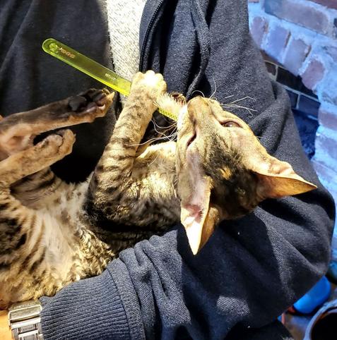 A young tabby cat with curly fur, crinkly whiskers and big ears is lying on her back in the arms of her human, Her stripey back feet are up and her front paws are gripping a yellow toothbrush that she seems to be brushing her teeth with.