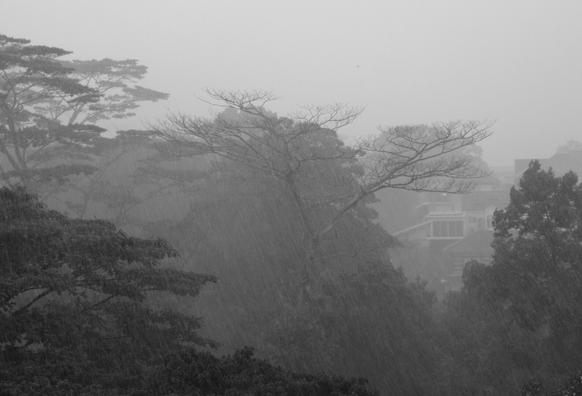 A dead tree amongst living ones in a rain storm, with houses in the background.