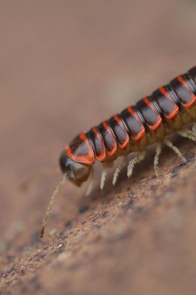 Close-up of the head of a millipede: black and gray head with long antenna, black plates with orange edges.