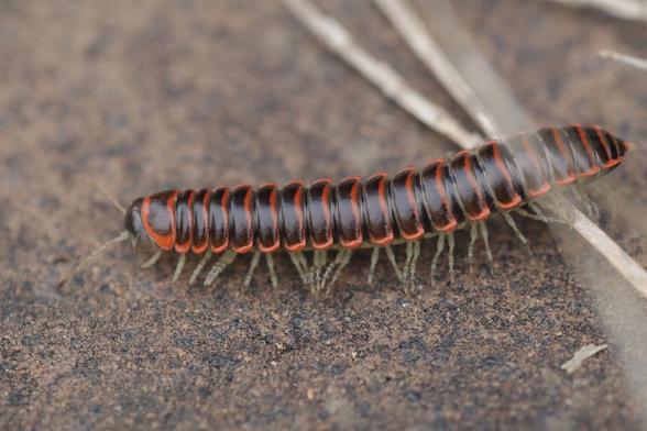 Close-up of the entire millipede. Notice that there are 2 legs per segment. That how's you know it's a millipede, not a centipede.