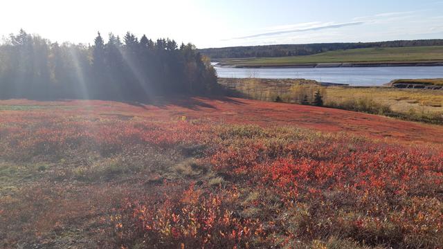field of red blueberry plants on a wide slope in front of the Maccan River.