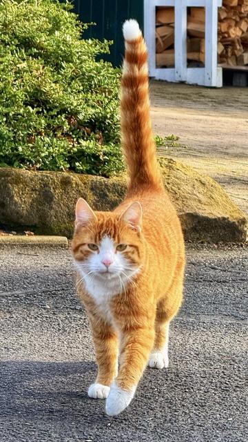Cat